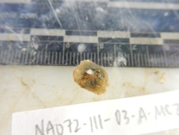 Media type: image;   Invertebrate Zoology 139316